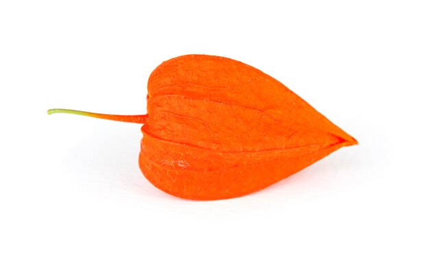 Physalis o uva spina del capo rosso