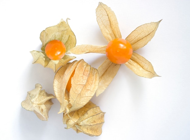 Physalis organico fresco (alchechengio) peruviana sopra bianco