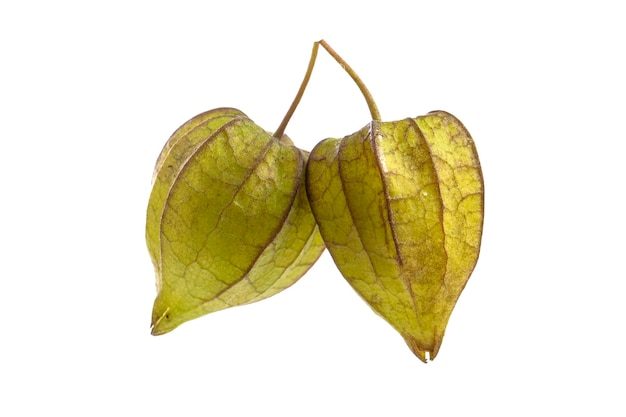 Physalis Physalis peruviana