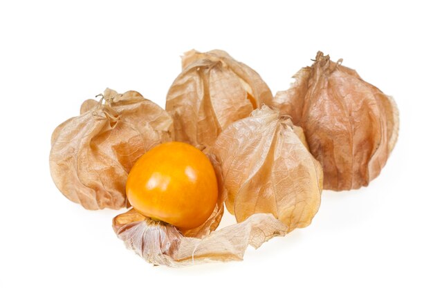 Physalis su sfondo bianco