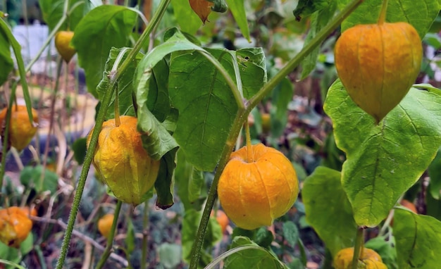 Physalis su un ramo nel suo habitat naturale.