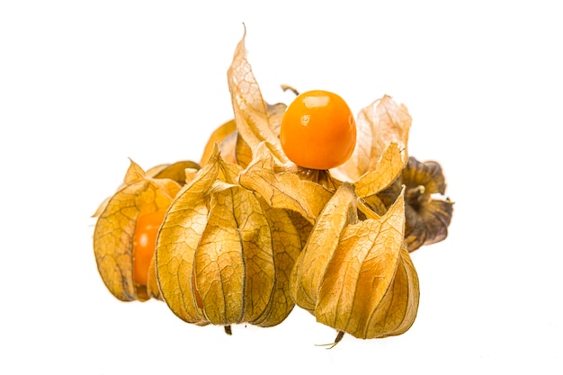 Physalis