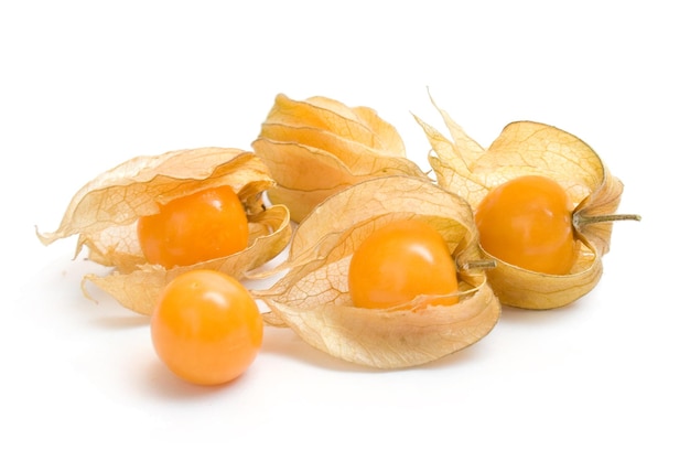 Physalis