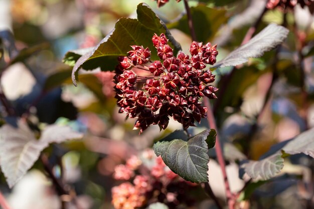 Physocarpus rami con frutti in primo piano autunnale Physocarpus opulifolius Famiglia delle Rosacee