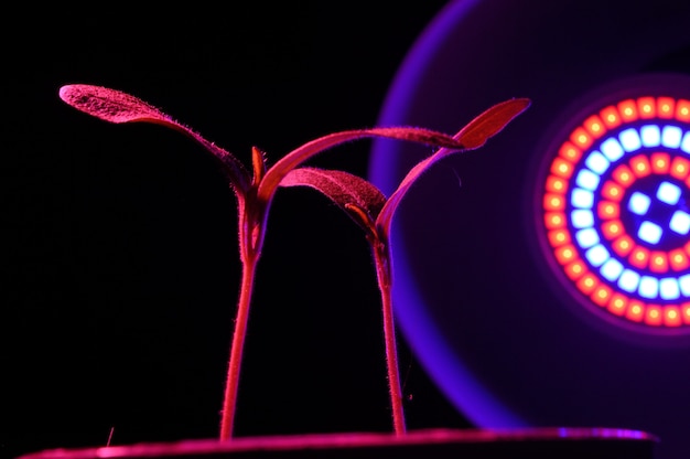 Phytolamp illumina piccoli germogli in una pentola. avvicinamento.