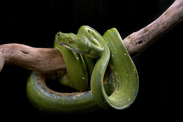 Phyton albero verde su sfondo nero Phyton Condro