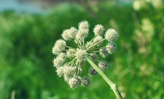 Piano Angelica. Avvicinamento . Profondità di campo