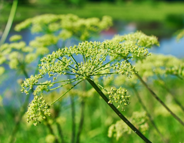 Piano Angelica. Avvicinamento . Profondità di campo