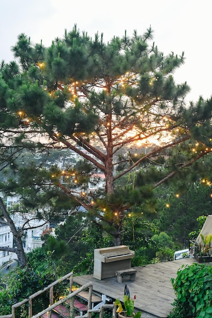 Piano sotto un pino in ghirlande tradizionali vietnamite sotto il tramonto nella città di Da Lat