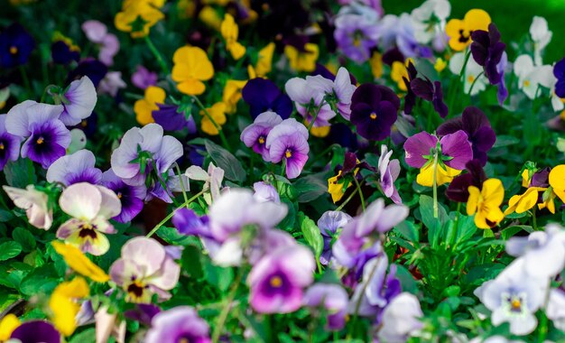 pianoforte decorativo coperto di erba e bambino che finge di suonare alle tastiere fiori colorati nel