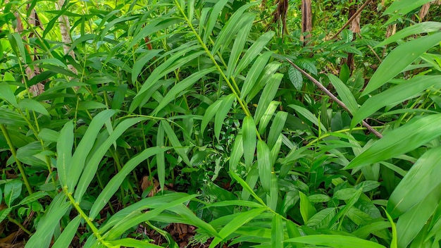 Pianta a base di erbe a rizoma di zenzero a foglia verde o Zingiber officinale