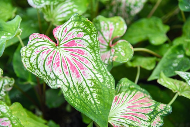 Pianta a foglia bicolore Caladium, foglie colorate in vaso pianta ornamentale nel giardino vari tipi piante regina delle foglie, foglie maculate Concetto di pianta di rinvaso di Aglaonema