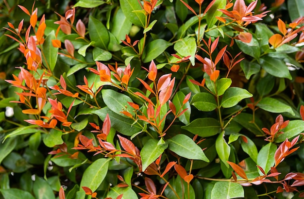 Pianta a foglie verdi e rosse da vicino Giardino ornamentale a motivo naturale