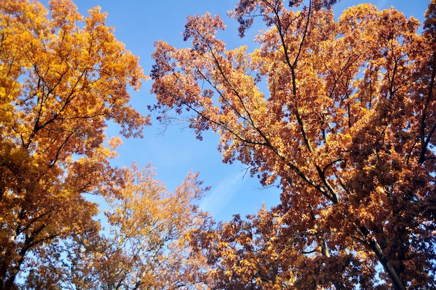 Pianta ad albero in autunno stagionale sul monte Hornisgrinde nella Foresta Nera o Schwarzwald per i tedeschi e i viaggiatori stranieri visitano il Seebach di Zuric nel Baden Wurttemberg Germania