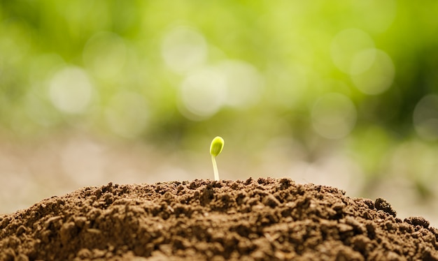 Pianta agricola che semina crescita nel suolo