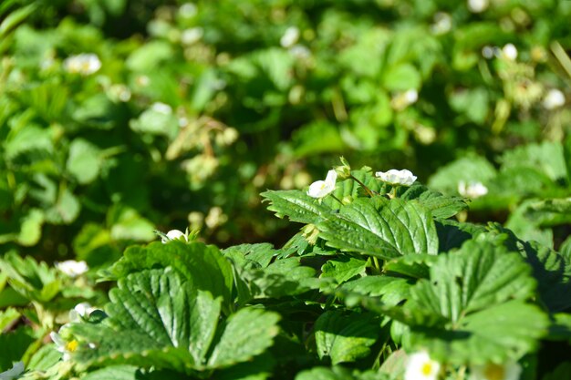 Pianta agricola nel campo. Giovani alberelli di fragole con fiori