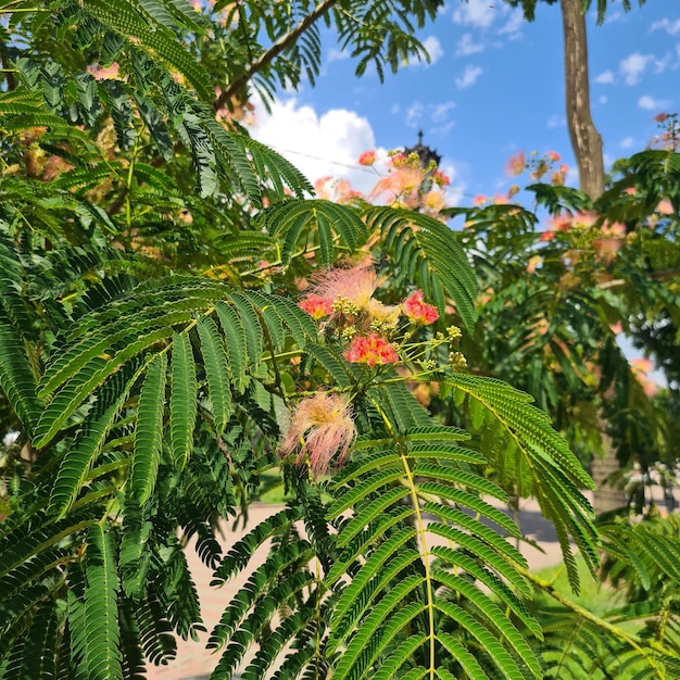 Pianta Albizia Lankaran, acacia da seta. Legno per giardini e parchi. Albero per la progettazione del paesaggio