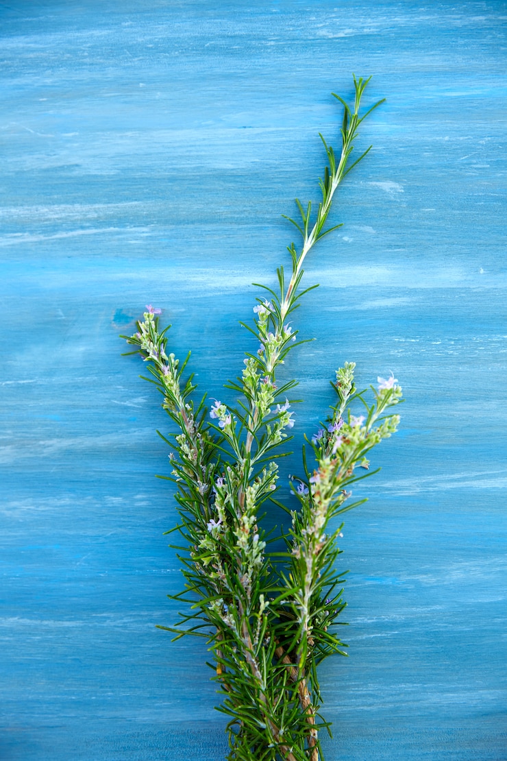 Foto pianta aromatica di rosmarino