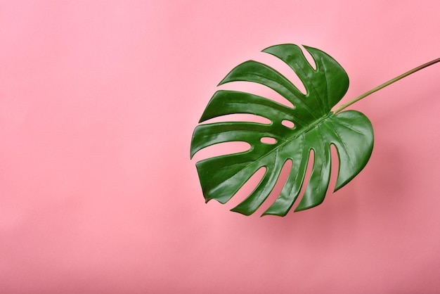 Pianta artificiale Foglia di Philodendron monstera su sfondo rosa con spazio di copia Albero tropicale da interni per la decorazione di casa e ufficio