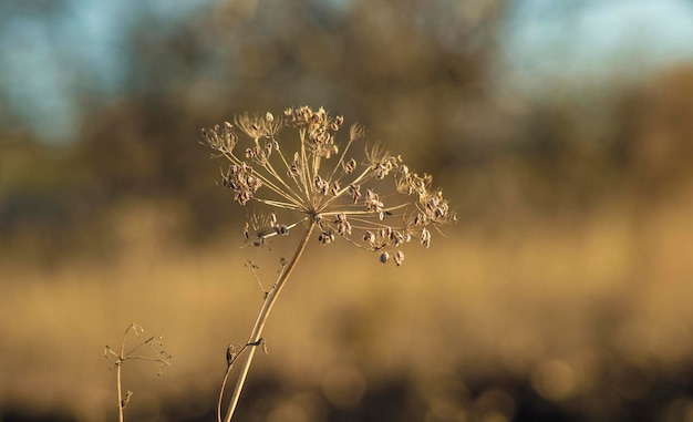 Pianta autunnale su uno sfondo sfocato