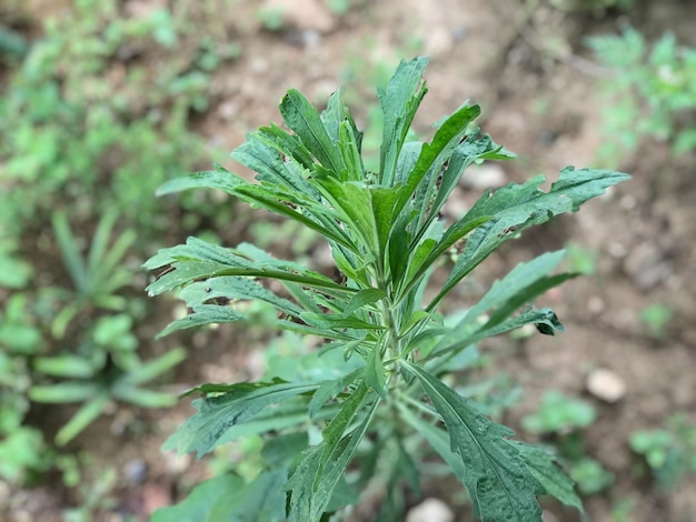 pianta bellissima natura verde foglie fresche pianta fresca e verde