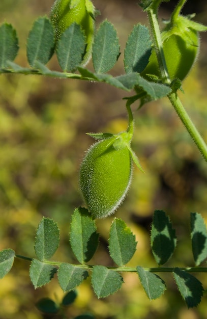 Pianta biologica di lenticchie