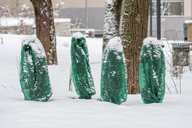 Pianta cespugli e alberi in un parco o giardino coperti da una coperta verde antifreeze striscia di burlap