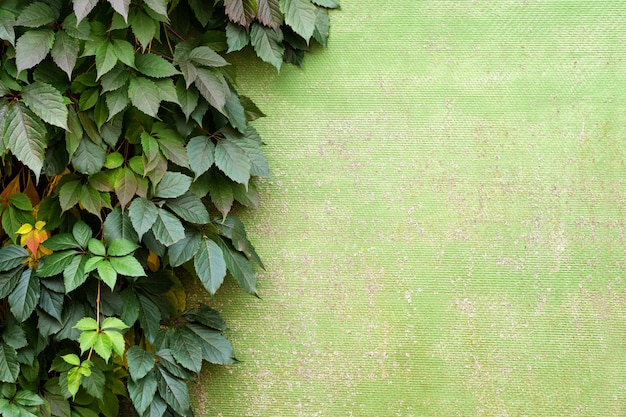 Pianta che cresce su una parete verde