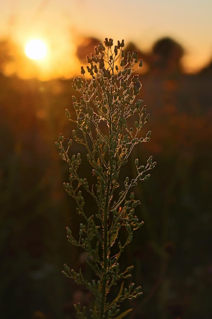 Pianta che cresce sul campo al tramonto