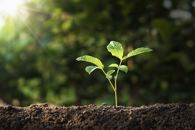 Pianta che cresce sul terreno con il sole. concetto di eco earth day