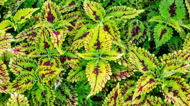 Pianta coleus colorato in un giardino.