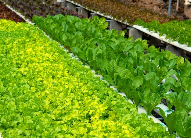 Pianta coltivata a lattuga della famiglia delle margherite, con foglie commestibili che sono un ingrediente abituale delle insalate.