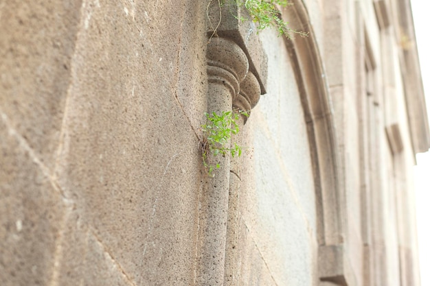 Pianta coltivata su un edificio