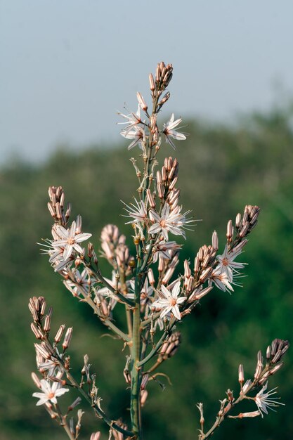 Pianta con fiori bianchi in natura