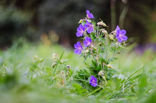 Pianta con fiori blu