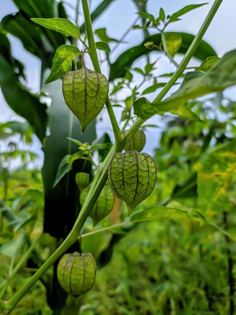 Pianta con Physalis peruviana