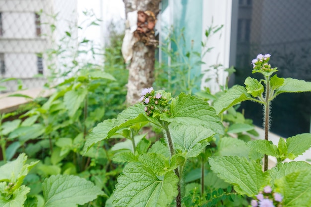 Pianta conosciuta come pluchea indica in un giardino a Rio de Janeiro in Brasile