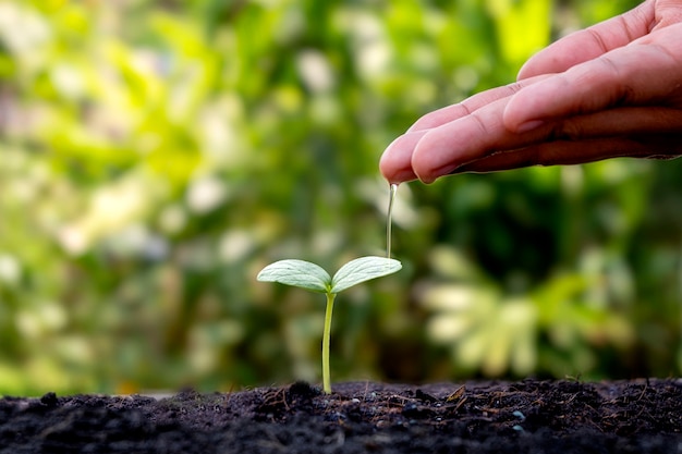 Pianta crescente di irrigazione a mano su terreno con sfondo di vegetazione sfocata