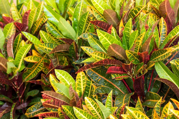 pianta croton con goccia d&#39;acqua