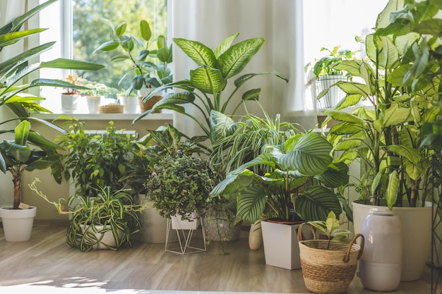 Pianta d'appartamento domestica giungla organizzazione del giardino pianta naturale fresca in vasi copia spazio