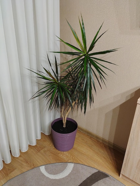 Pianta d'appartamento Dracaena in un grande vaso nell'angolo della stanza