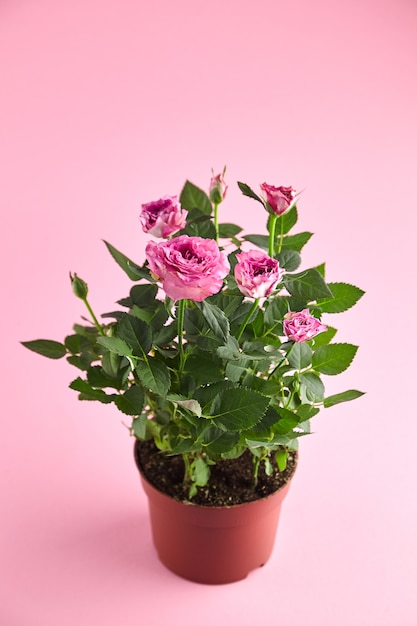 Pianta d'appartamento in vaso da fiori, rose con petali di colore rosa, fiori da interno in vaso su sfondo rosa. Arbusto fiorito, pianta da interni, messa a fuoco selettiva