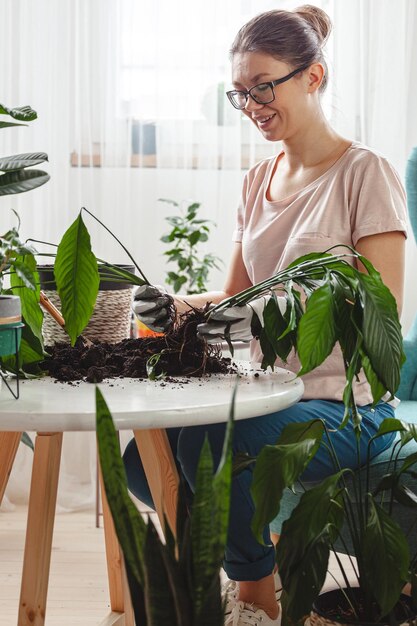 Pianta d'appartamento per la cura della donna del trapianto di piante e pianta da trapianto in una pentola