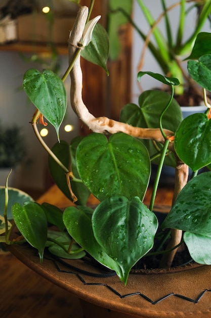 Pianta d'appartamento pothos d'oro