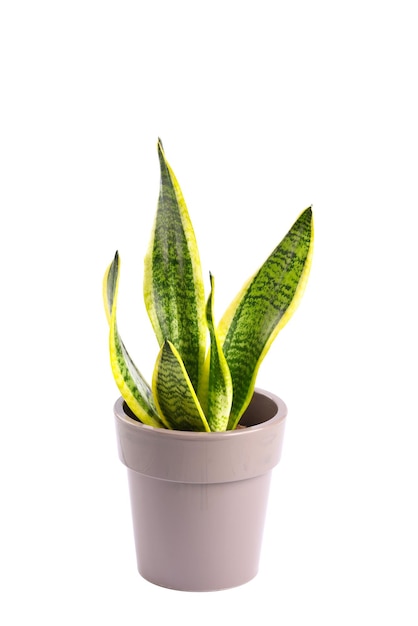 Pianta d'appartamento sansevieria Laurentii nel vaso su fondo bianco