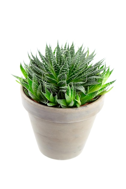 Pianta d'appartamento succulenta di aloe in vaso di fiori isolato su sfondo bianco