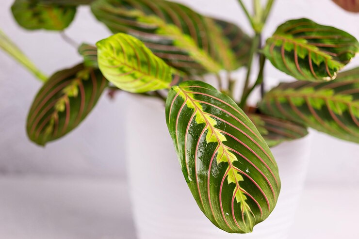Pianta d'appartamento tropicale Maranta Leuconeura Fascinator con foglie esotiche a strisce rosse in un vaso bianco su sfondo chiaro.