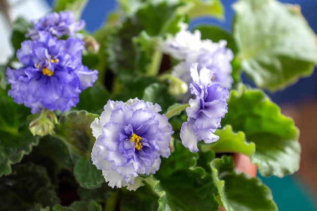 Pianta d'appartamento viola in fiore con fiori viola in vaso nel giardino di casa