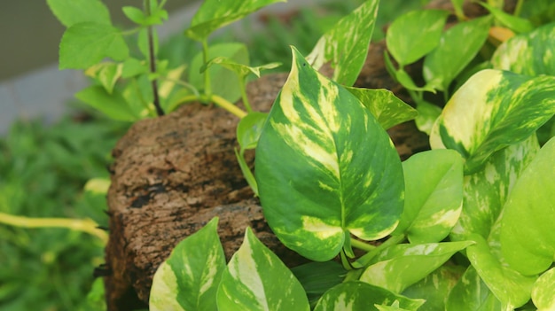 Pianta d'avorio di betel conosciuta anche come pothos d'oro o edera del diavolo o famiglia delle Araceae sirih gading