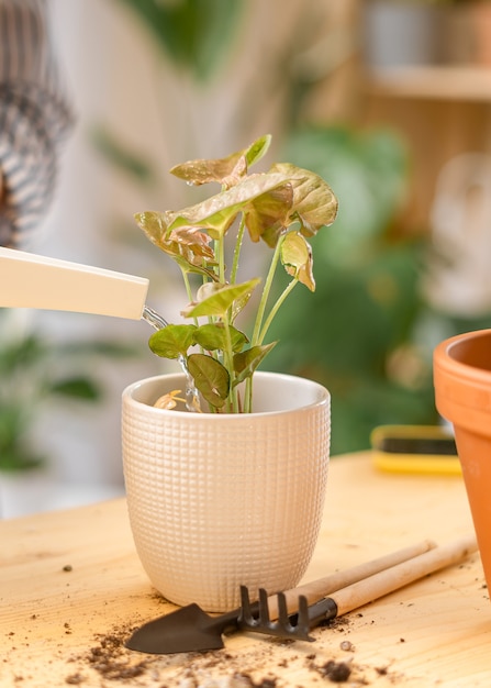 Pianta d'innaffiatura dei giardinieri della donna